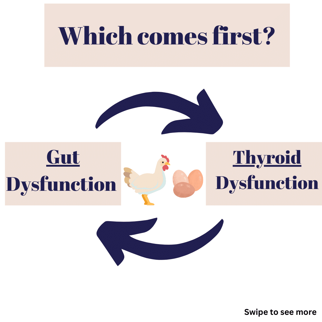 Thyroid School, Issue #23// Gut Health + Thyroid, Introduction - Chews ...